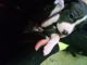 American Bully Puppies for sale in 7 Elmwood Ave, Lucasville, OH 45648, USA. price: NA