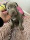 American Bully Puppies for sale in Pemberton, NJ 08068, USA. price: $700