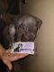 American Bully Puppies for sale in Cerritos, CA, USA. price: NA
