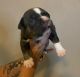 American Bully Puppies for sale in Rantoul, IL 61866, USA. price: NA