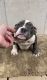 American Bully Puppies for sale in Palm Beach, FL, USA. price: NA