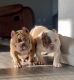 American Bully Puppies for sale in Michigan City, IN, USA. price: NA