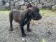 American Bully Puppies for sale in Hilo, HI 96720, USA. price: NA