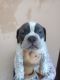 American Bully Puppies for sale in Hoshiarpur, Punjab, India. price: 8000 INR