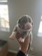 American Bully Puppies for sale in Denver, CO, USA. price: $2,200