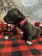 American Bully Puppies for sale in Nottingham, West Nottingham Township, PA 19362, USA. price: NA
