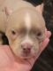 American Bully Puppies for sale in San Jose, CA, USA. price: $5,000