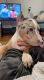 American Bully Puppies for sale in Atlantic Station, Atlanta, GA, USA. price: $3,000
