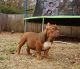 American Bully Puppies for sale in Denison, TX, USA. price: NA