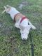 American Bully Puppies for sale in 1145 NE 5th Terrace, Fort Lauderdale, FL 33304, USA. price: NA