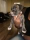 American Bully Puppies for sale in Muskegon, MI, USA. price: NA