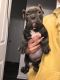 American Bully Puppies for sale in Louisville, KY 40229, USA. price: $1,500