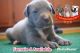 American Bully Puppies for sale in 10829 Willetts Crossing Rd, White Plains, MD 20695, USA. price: $2,000