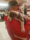 American Bully Puppies for sale in Riverside, CA, USA. price: NA