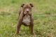 American Bully Puppies for sale in NEW PRT RCHY, FL 34654, USA. price: NA