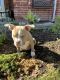 American Bully Puppies for sale in Rowlett, TX, USA. price: NA