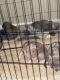 American Bully Puppies for sale in Seattle, WA, USA. price: $1,000
