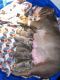 American Bully Puppies for sale in Chattanooga, TN, USA. price: NA