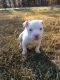 American Bully Puppies for sale in Lancaster, SC 29720, USA. price: NA