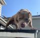 American Bully Puppies for sale in Staten Island, NY, USA. price: $2,500