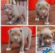 American Bully Puppies for sale in Daytona Beach, FL, USA. price: $700