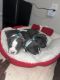 American Bully Puppies for sale in Columbus, GA 31904, USA. price: NA