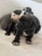 American Bully Puppies for sale in Cleveland Heights, OH, USA. price: $2,000