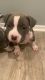 American Bully Puppies for sale in Lancaster, CA, USA. price: $4,500
