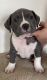 American Bully Puppies for sale in Lancaster, CA, USA. price: NA