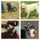 American Bully Puppies for sale in Commerce, GA, USA. price: $4,000