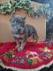 American Bully Puppies for sale in Sandy, UT, USA. price: $2,500
