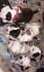American Bully Puppies for sale in Minden, LA 71055, USA. price: $3,500