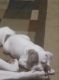 American Bully Puppies for sale in Orange, TX, USA. price: NA