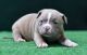 American Bully Puppies for sale in Charlotte, NC, USA. price: $1,000
