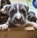 American Bully Puppies for sale in North Port, FL, USA. price: NA
