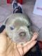 American Bully Puppies for sale in Fort Lauderdale, FL, USA. price: NA