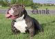 American Bully Puppies for sale in Sand Springs, OK, USA. price: $3,000