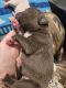 American Bully Puppies for sale in Madison, AL, USA. price: $400
