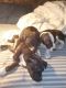 American Bully Puppies for sale in 7 Elmwood Ave, Lucasville, OH 45648, USA. price: $175