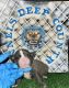 American Bully Puppies for sale in Aiken, SC 29803, USA. price: $3,000