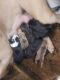 American Bully Puppies for sale in Pine Mountain, GA 31822, USA. price: NA