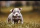 American Bully Puppies for sale in Okeechobee, FL 34974, USA. price: $3,000