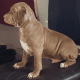 American Bully Puppies for sale in Pacolet, SC 29372, USA. price: NA