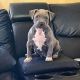 American Bully Puppies for sale in Newburgh, NY 12550, USA. price: $1,000