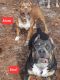American Bully Puppies for sale in Moultrie, GA, USA. price: $1,000