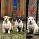 American Bully Puppies for sale in Tacoma, WA, USA. price: NA