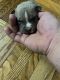 American Bully Puppies for sale in Philadelphia, PA, USA. price: $1,800