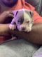 American Bully Puppies for sale in Chennai, Tamil Nadu, India. price: 20000 INR