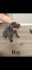 American Bully Puppies for sale in Mesquite, TX 75181, USA. price: NA