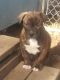 American Bully Puppies for sale in Toppenish, WA 98948, USA. price: $500